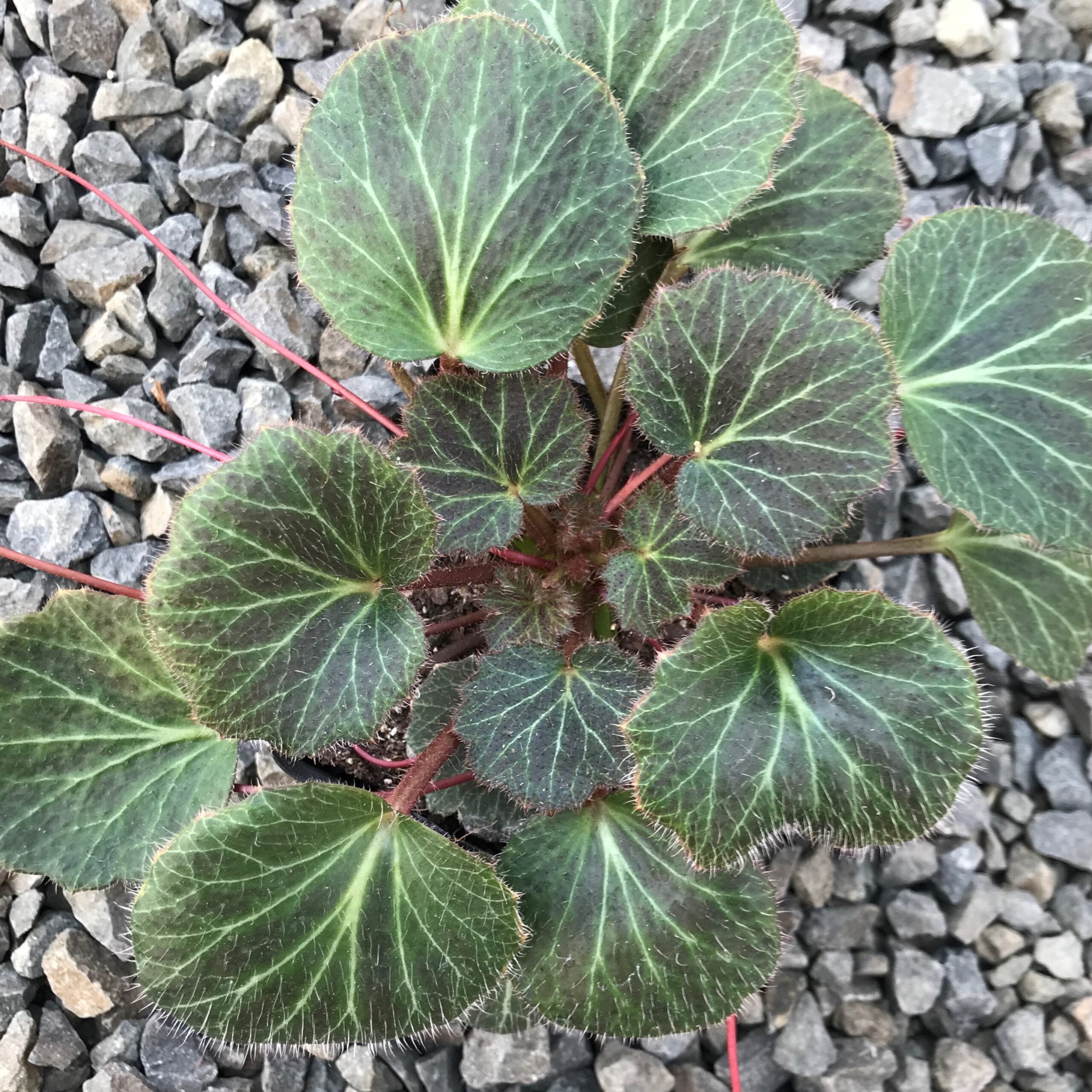 Saxifraga stolonifera - Strawberry Geranium (3.5" Pot) - Image 5