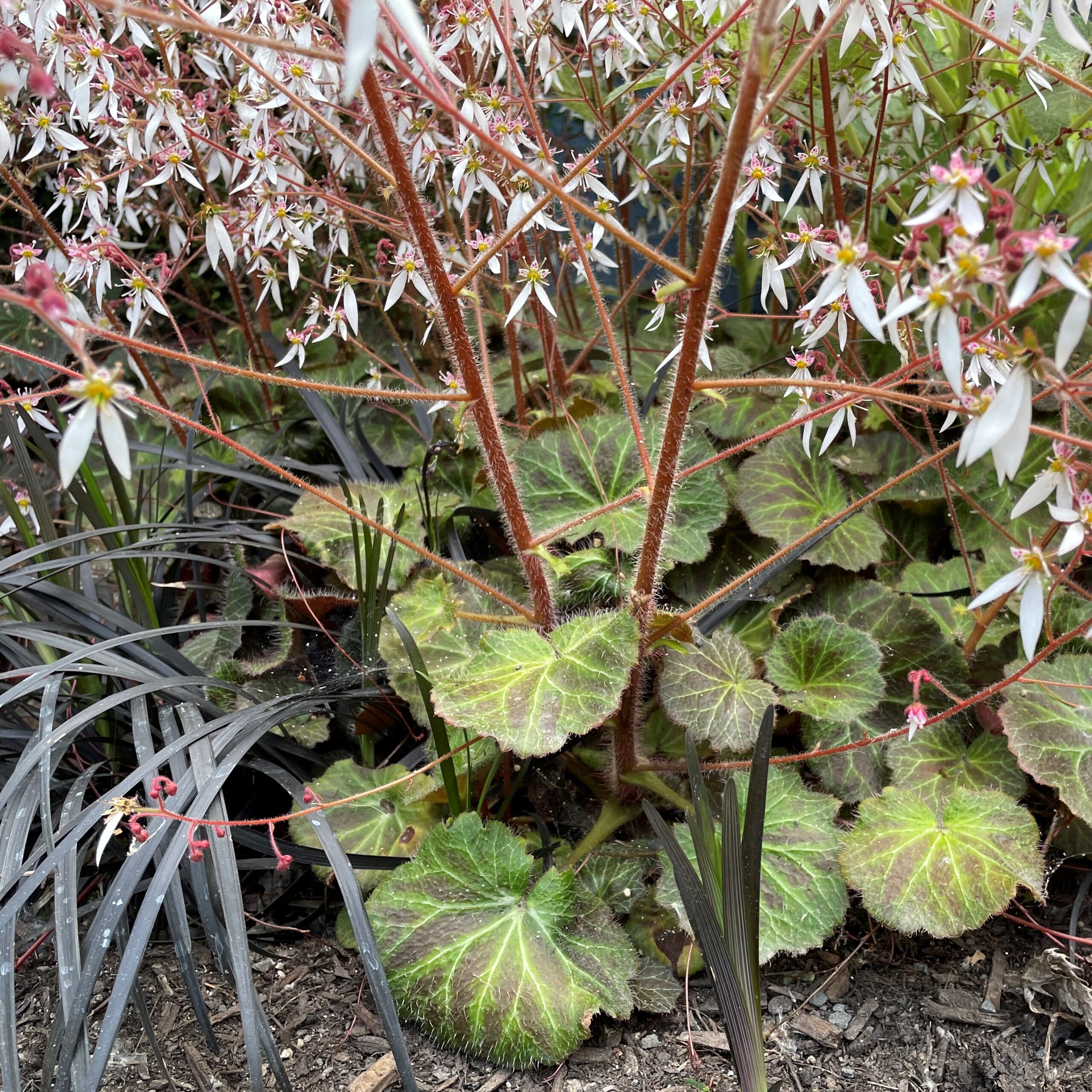 Saxifraga stolonifera - Strawberry Geranium (3.5" Pot)