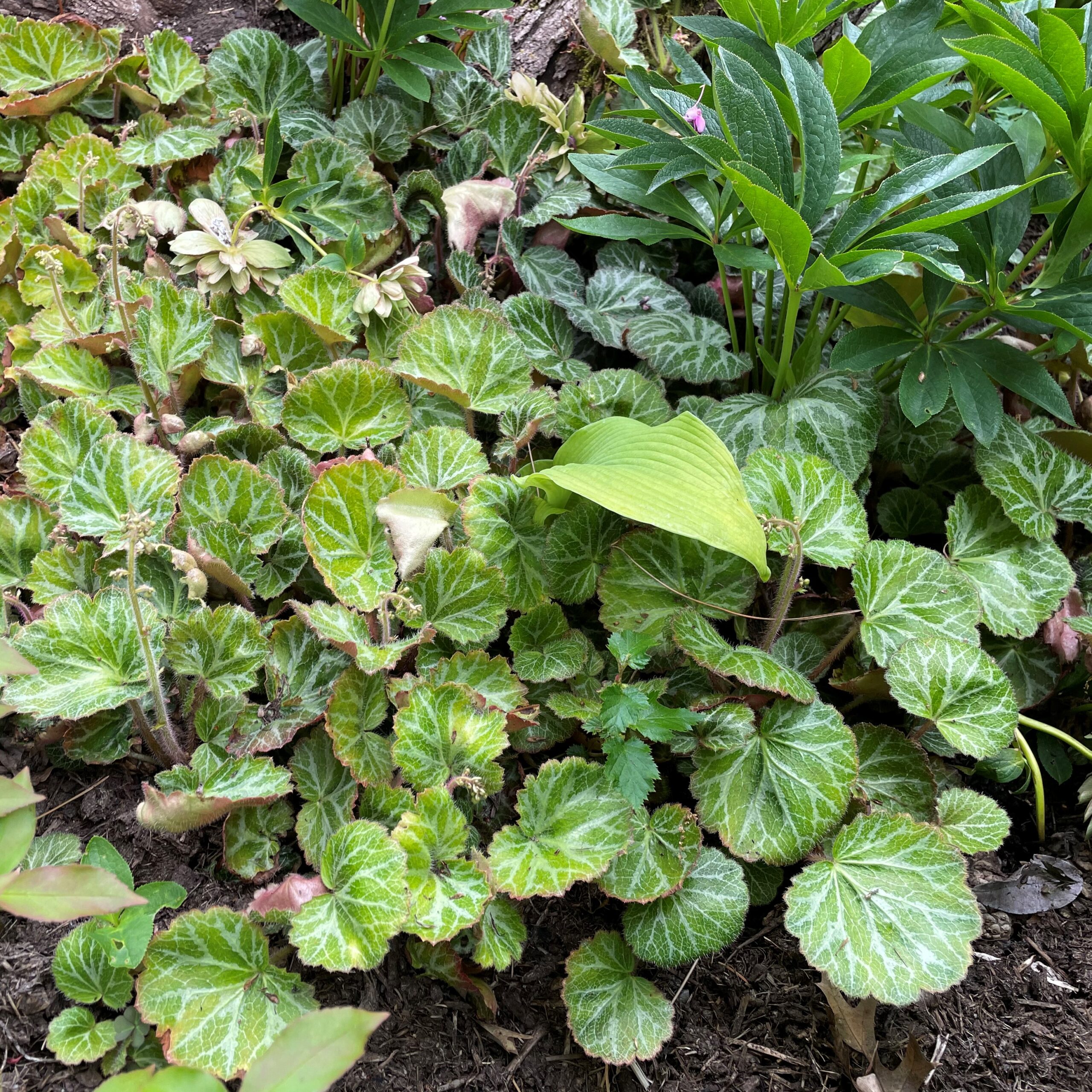 Saxifraga stolonifera - Strawberry Geranium (3.5" Pot) - Image 2