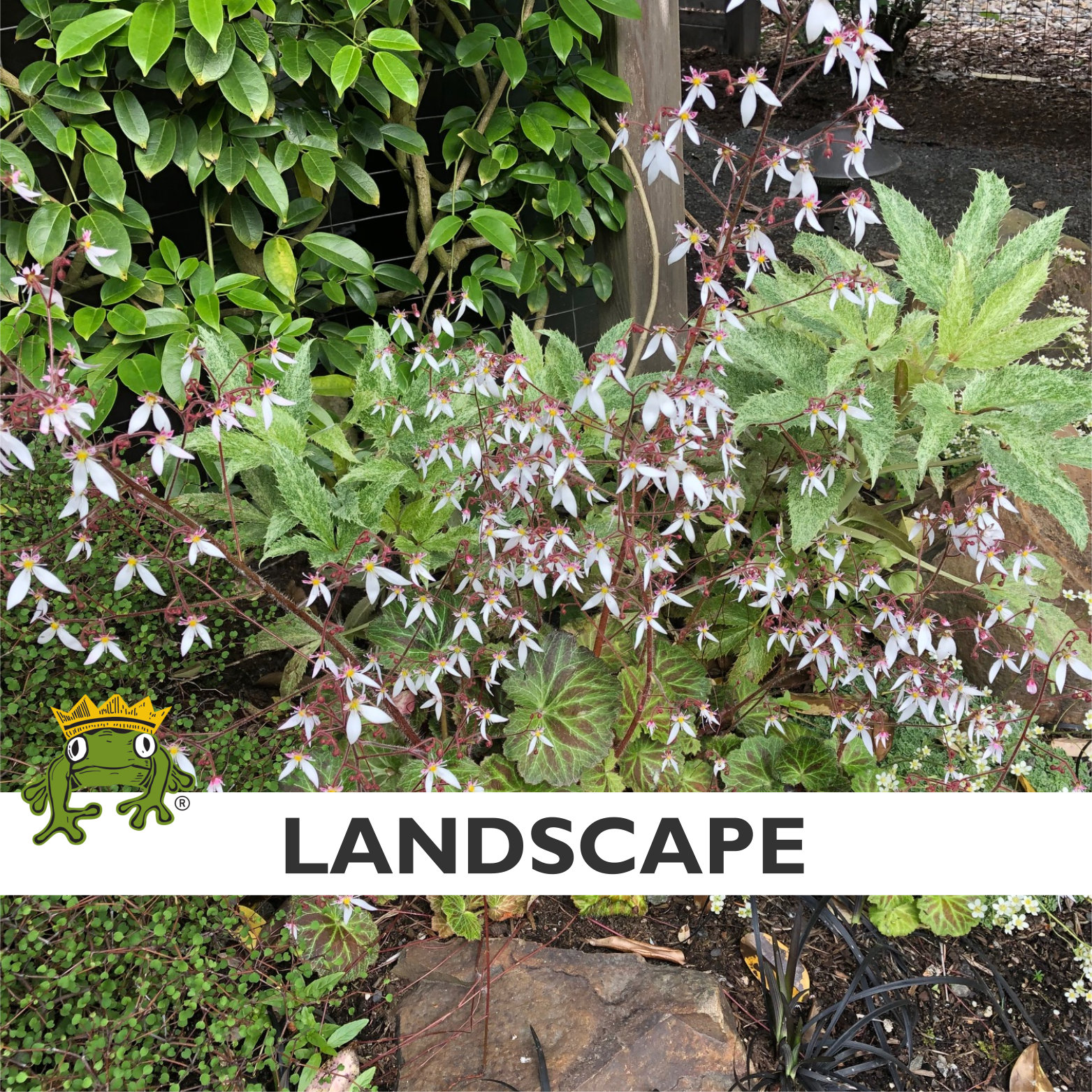 Saxifraga stolonifera - Strawberry Geranium (3.5" Pot) - Image 8
