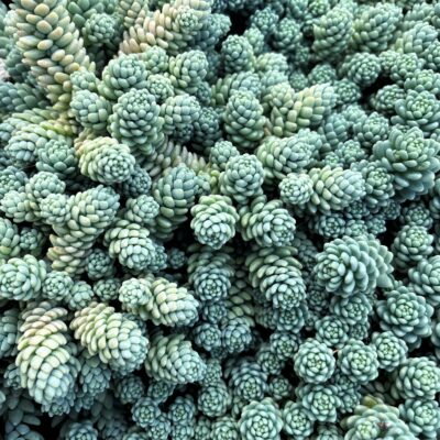 Sedum dasyphyllum 'Major' - Stonecrop (3.5" Pot)