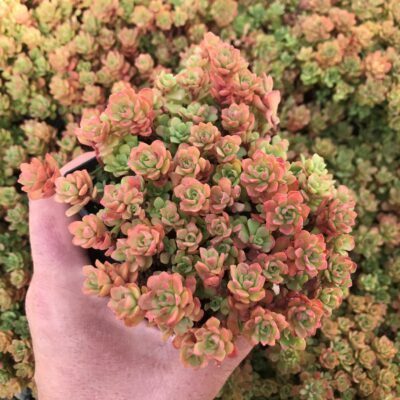 Sedum nevii 'Pink Form' - Southern Stonecrop (3.5" Pot)
