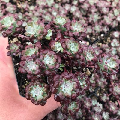 Sedum spathulifolium 'Carnea' - Stonecrop (3.5" Pot)