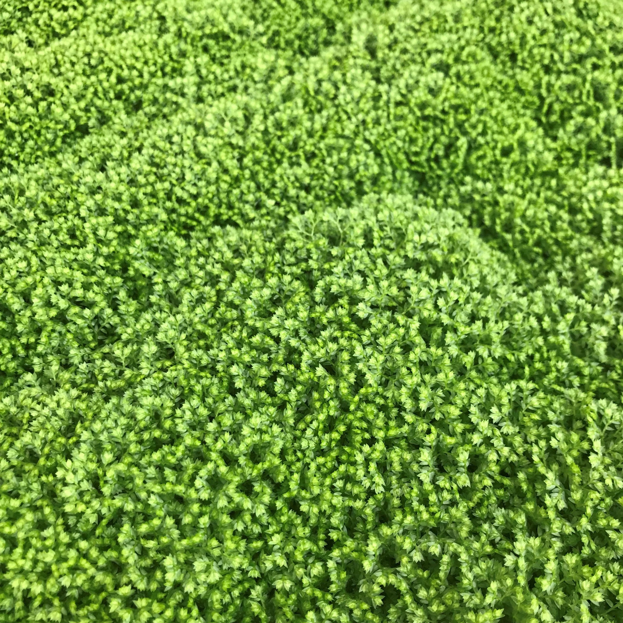 Selaginella kraussiana 'Brownii' - Spikemoss (4.5" Pot) - Image 2