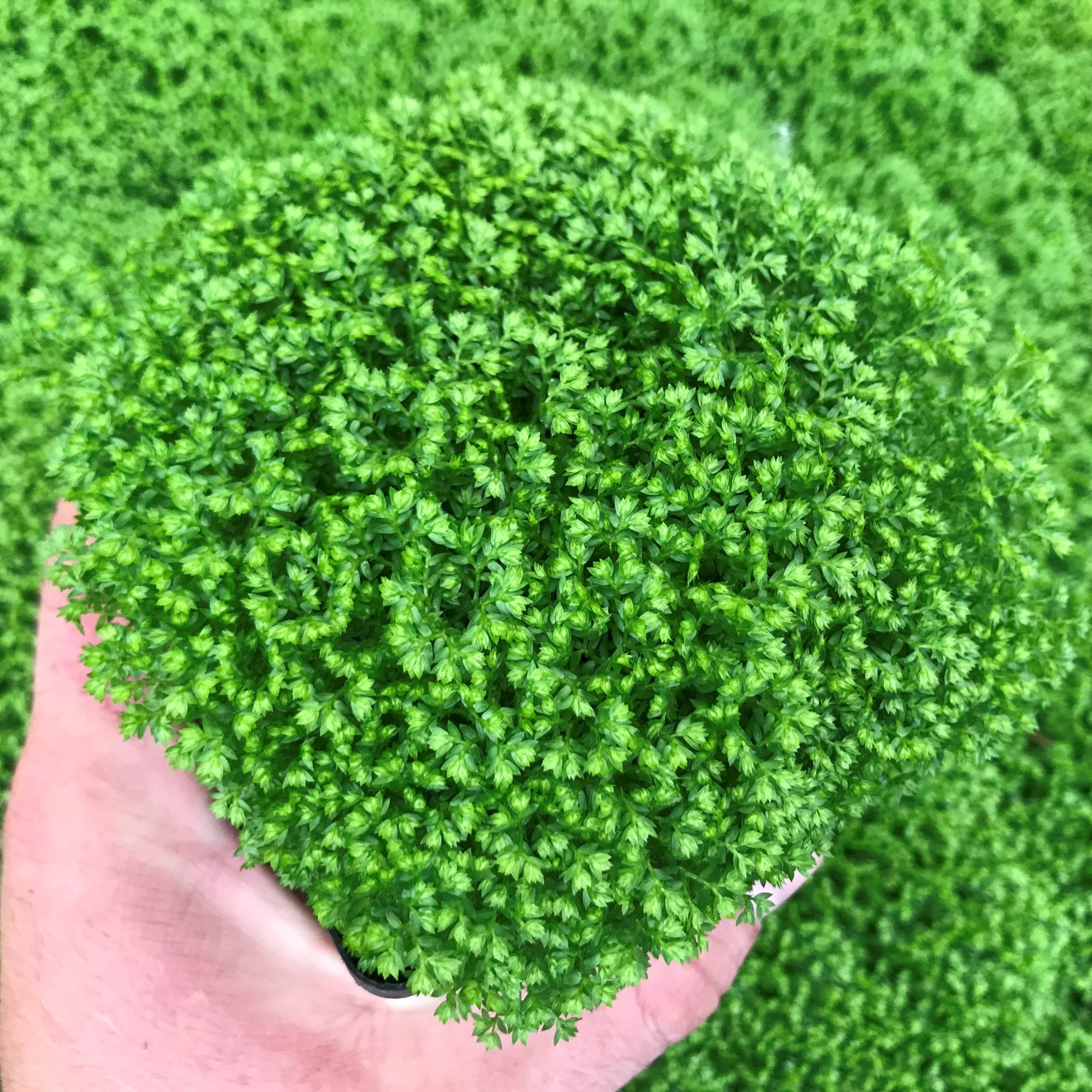 Selaginella kraussiana 'Brownii' - Spikemoss (4.5" Pot)