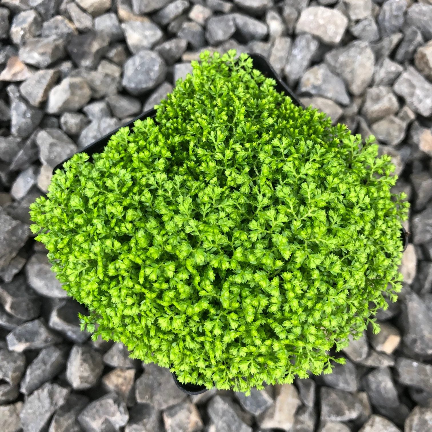 Selaginella kraussiana 'Brownii' - Spikemoss (4.5" Pot) - Image 4