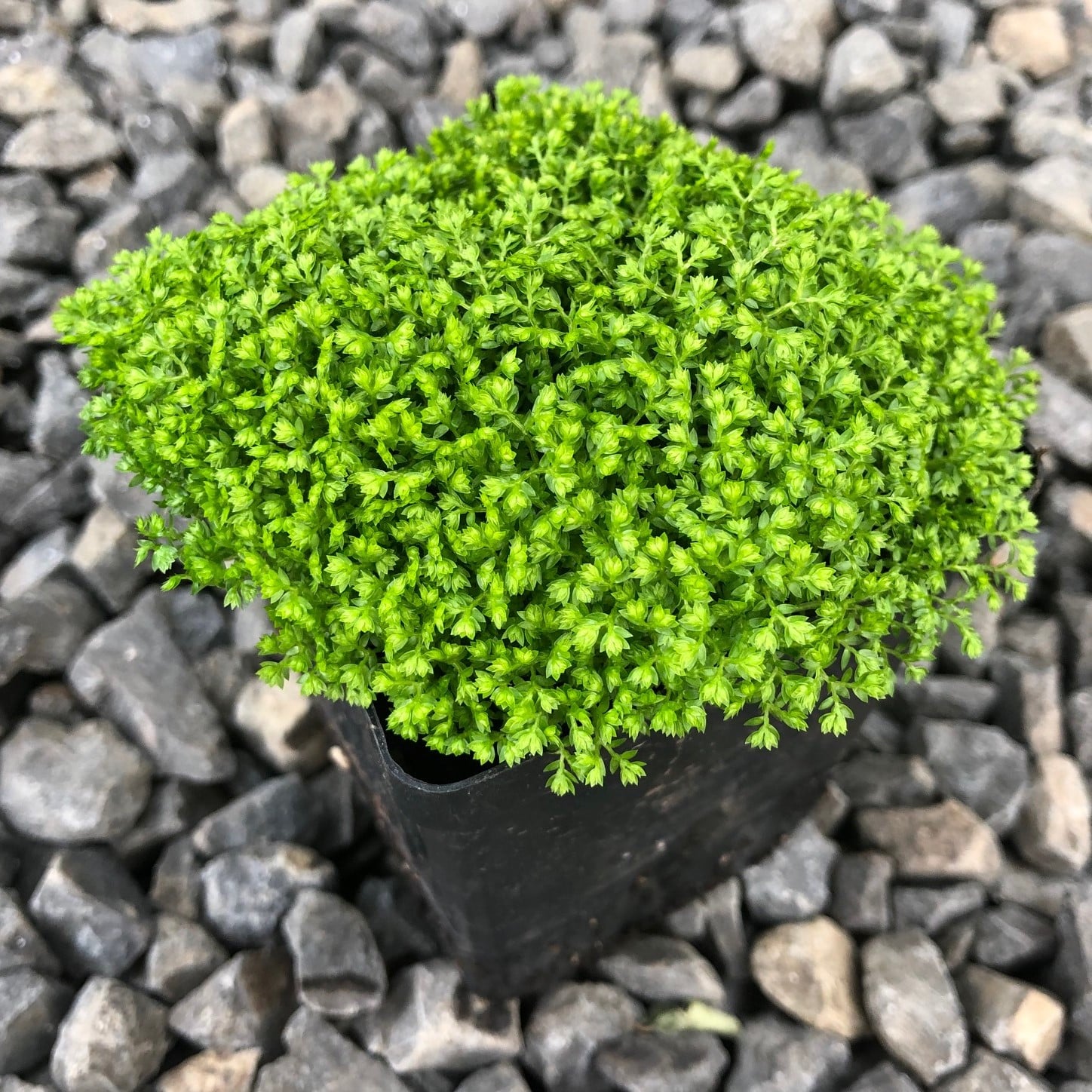 Selaginella kraussiana 'Brownii' - Spikemoss (4.5" Pot) - Image 3