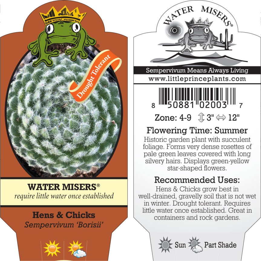 Sempervivum 'Borisii' - Hens & Chicks (3.5" Pot) - Image 3