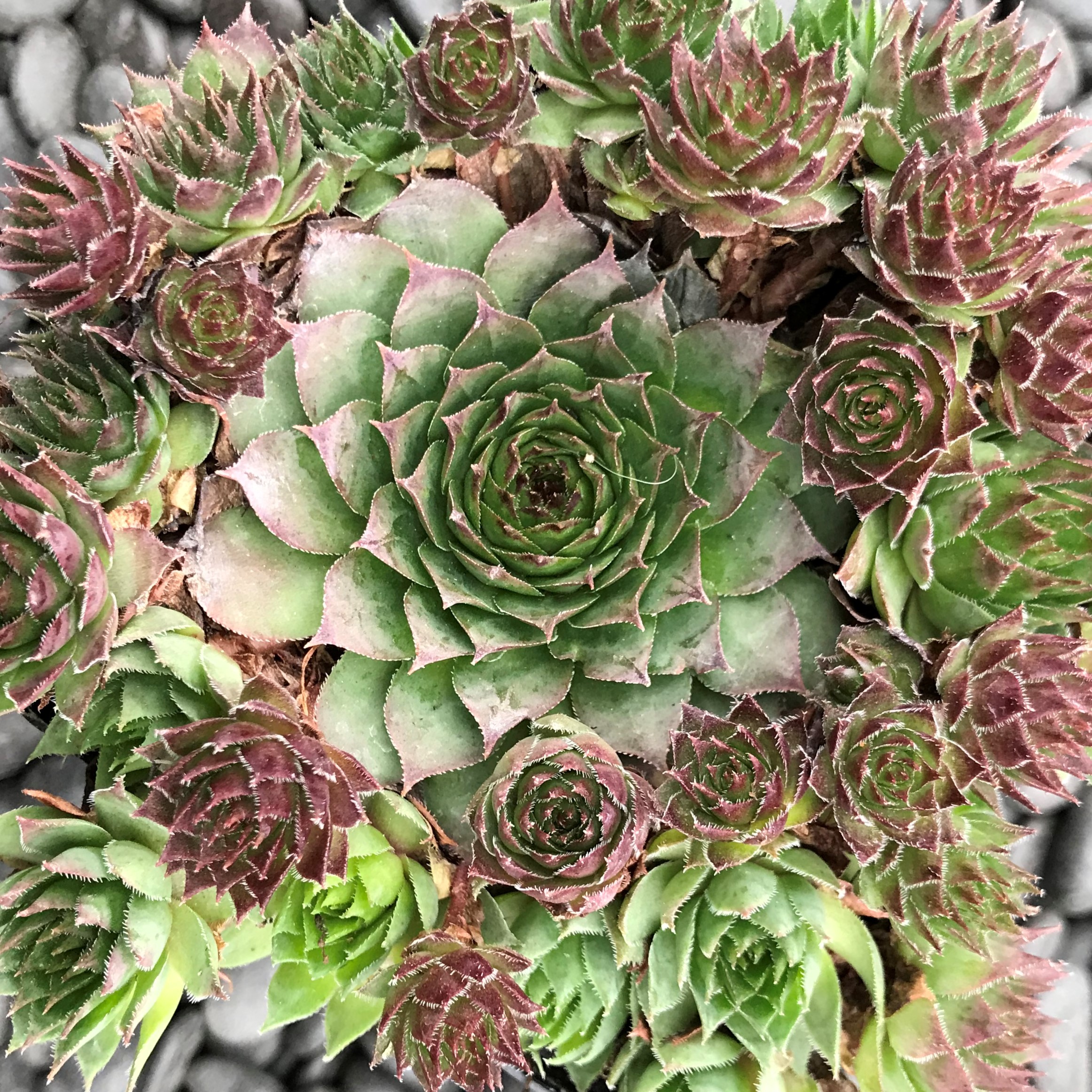 Sempervivum 'Carmen' - Hens & Chicks (3.5" Pot) - Image 2