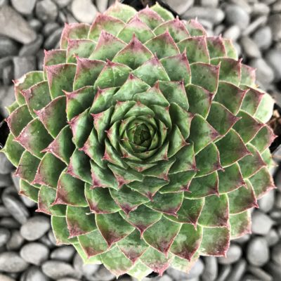 Sempervivum 'Carmen' - Hens & Chicks (3.5" Pot)