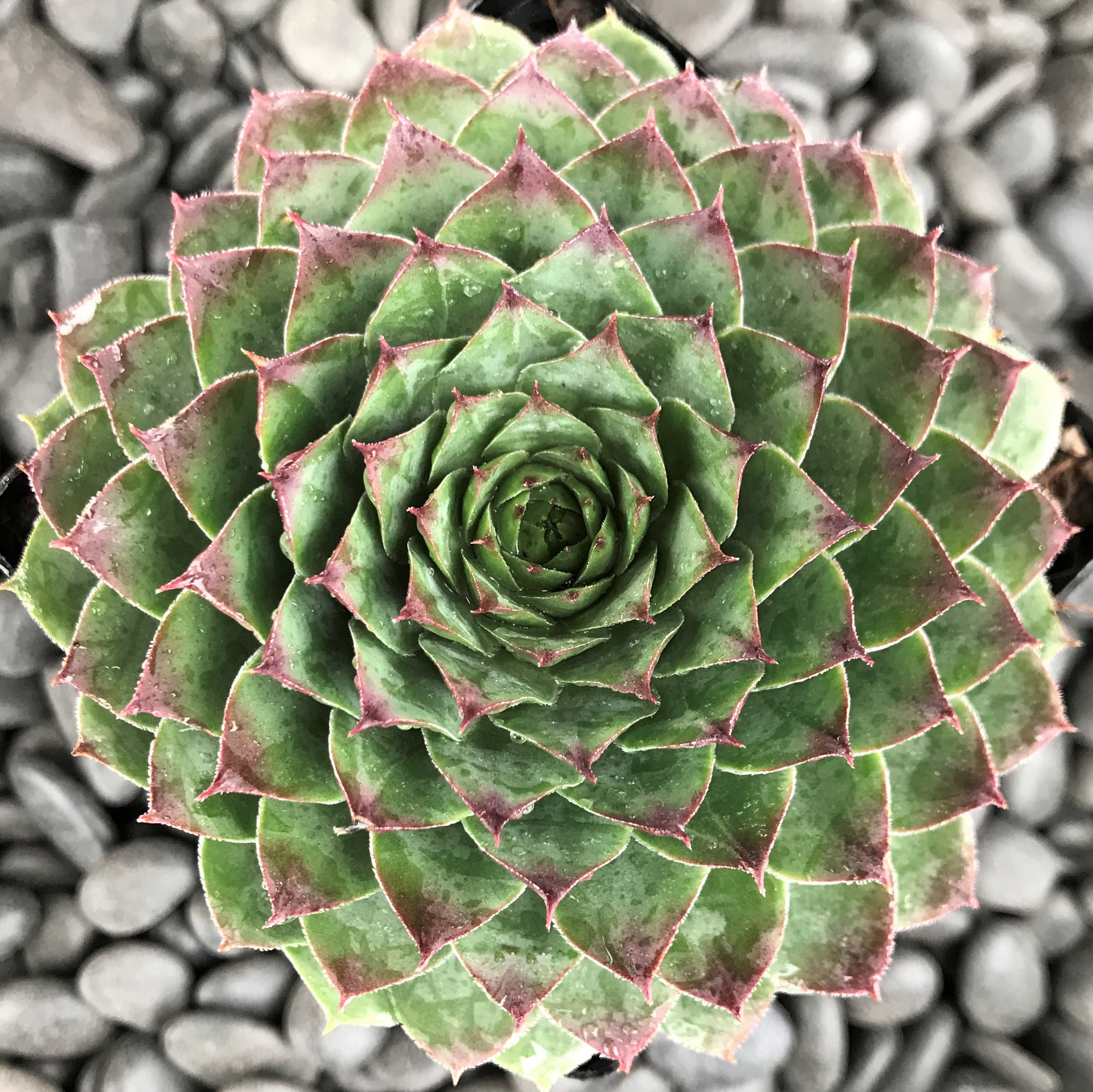 Sempervivum 'Carmen' - Hens & Chicks (3.5" Pot)