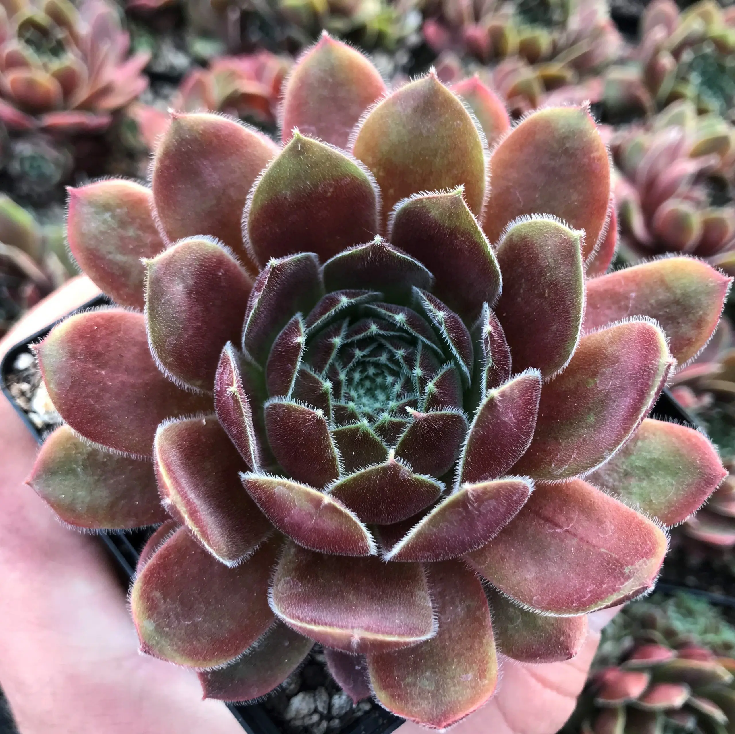 センペルビウム Dea Sempervivum 'Dea' - Hens & Chicks (3.5