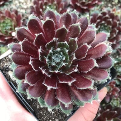 Sempervivum 'Jade Rose' - Hens & Chicks (3.5" Pot)