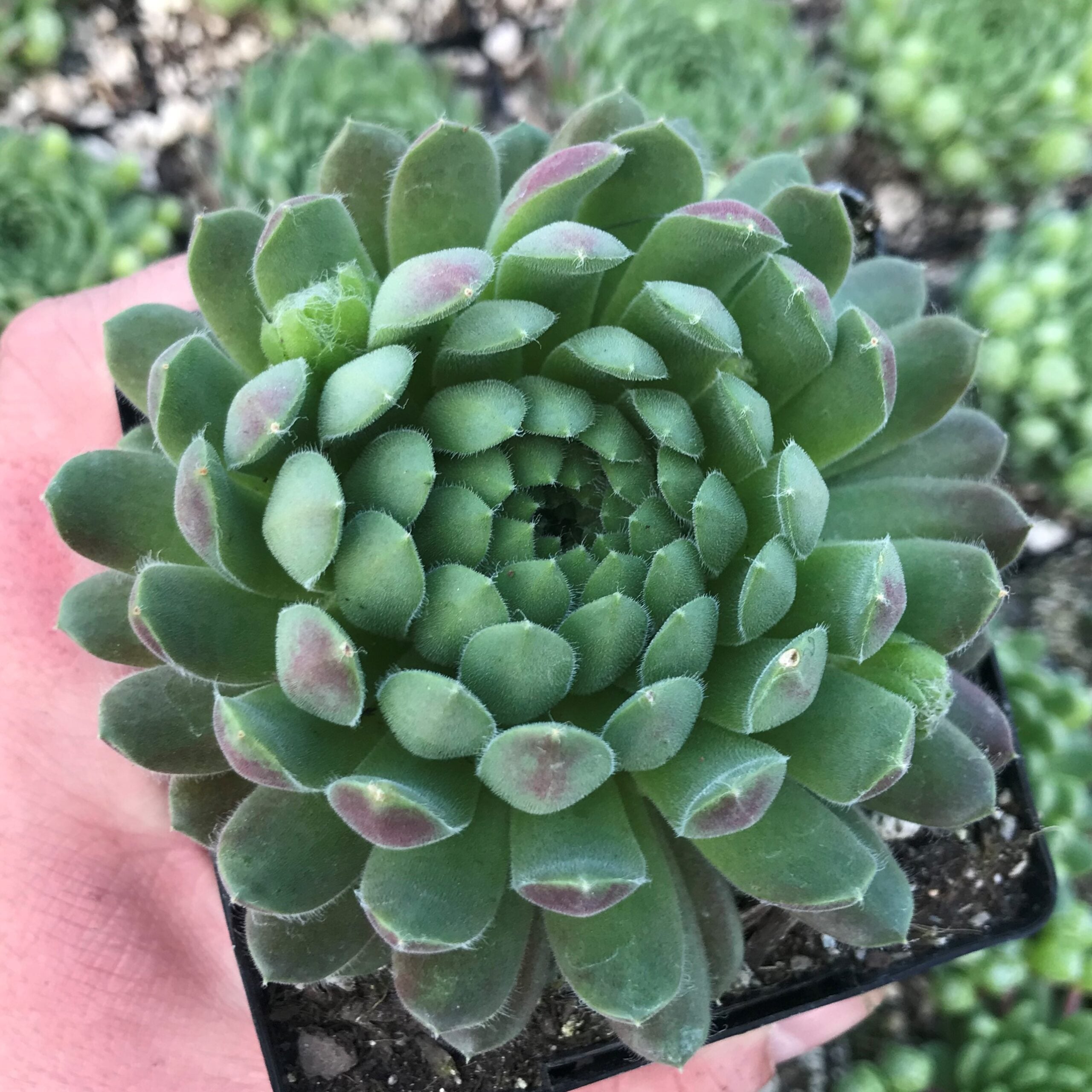 Sempervivum 'Spring Beauty' - Hens & Chicks (3.5" Pot)