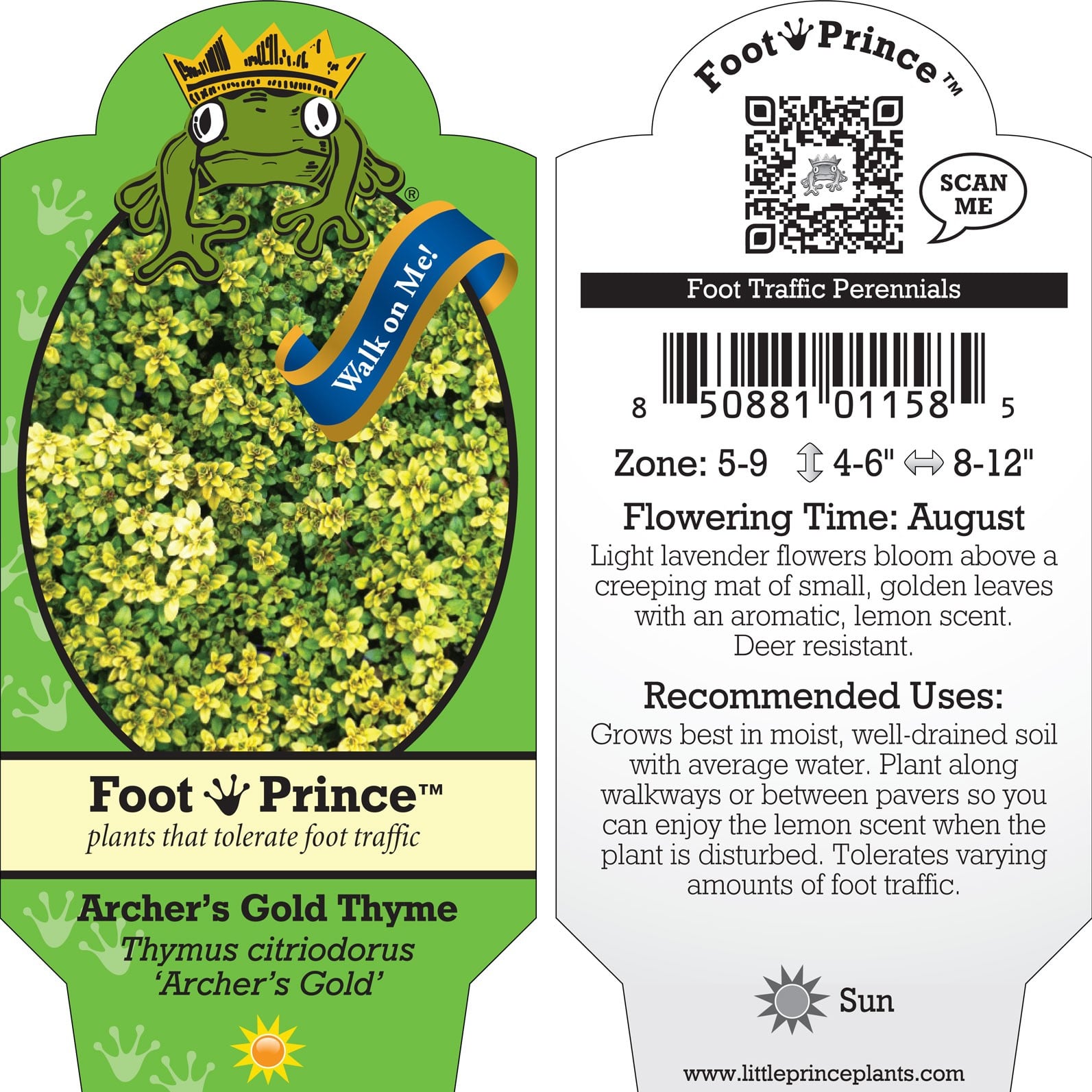 Thymus citriodorus 'Archer's Gold' - Archer's Gold Thyme