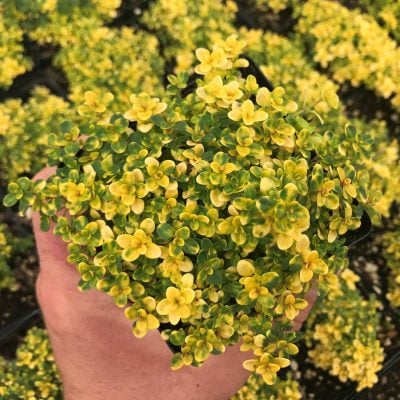 Thymus doerfleri 'Doone Valley' - Creeping Thyme (3.5" Pot)