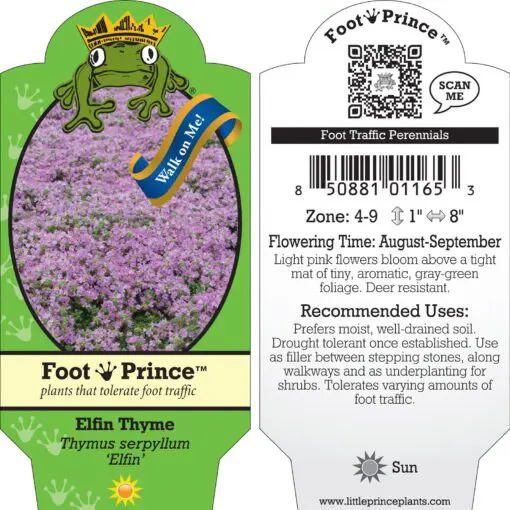 Thymus serpyllum 'Elfin' - Elfin Thyme (3.5
