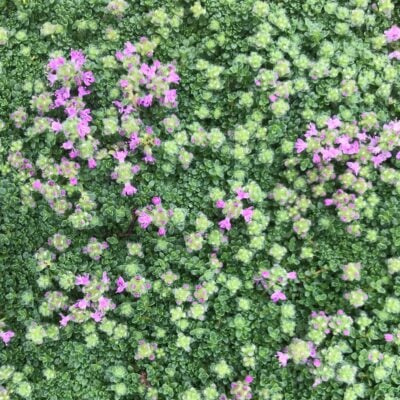 Thymus serpyllum 'Elfin' - Elfin Thyme (3.5" Pot)