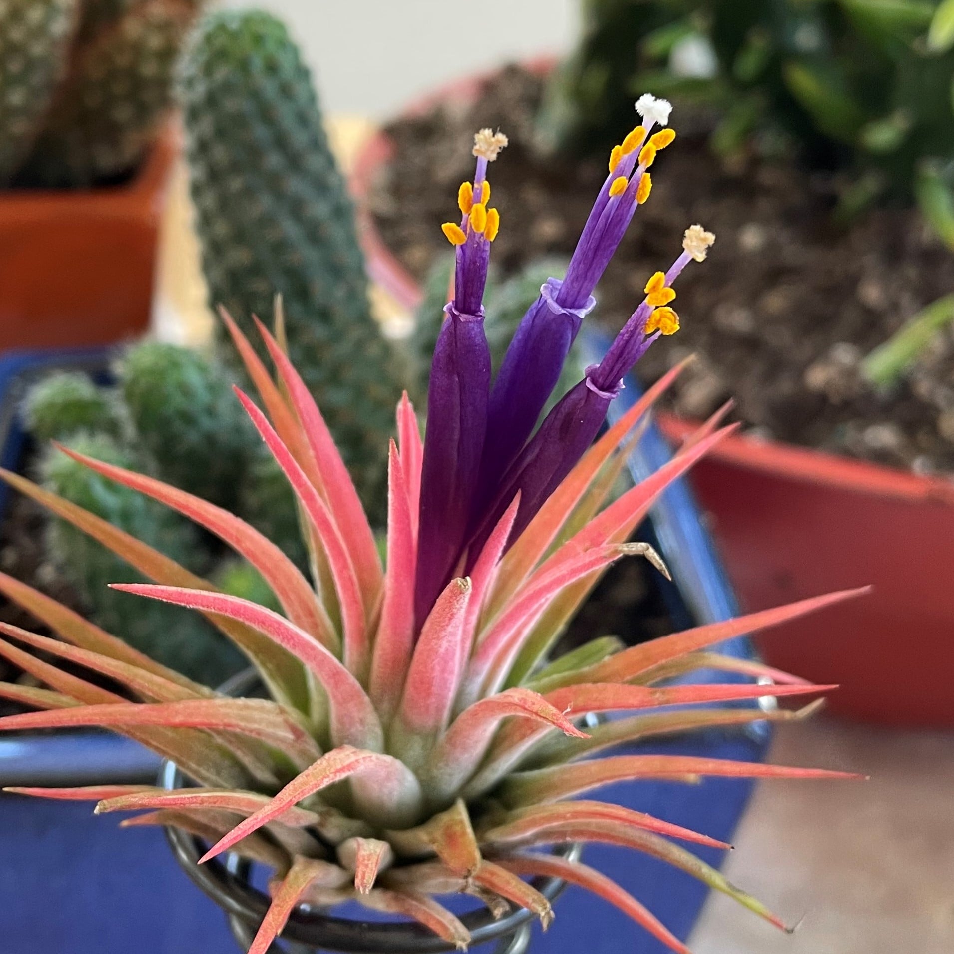 Air Plant - Tillandsia ionantha 'Rubra' (One Plant) - Image 2
