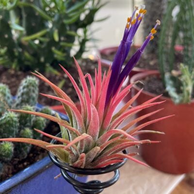 Air Plant - Tillandsia ionantha 'Rubra' (One Plant)