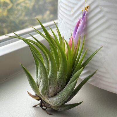 Air Plant - Tillandsia kolbii (One Plant)
