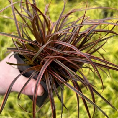 Uncinia rubra 'Belinda's Find'