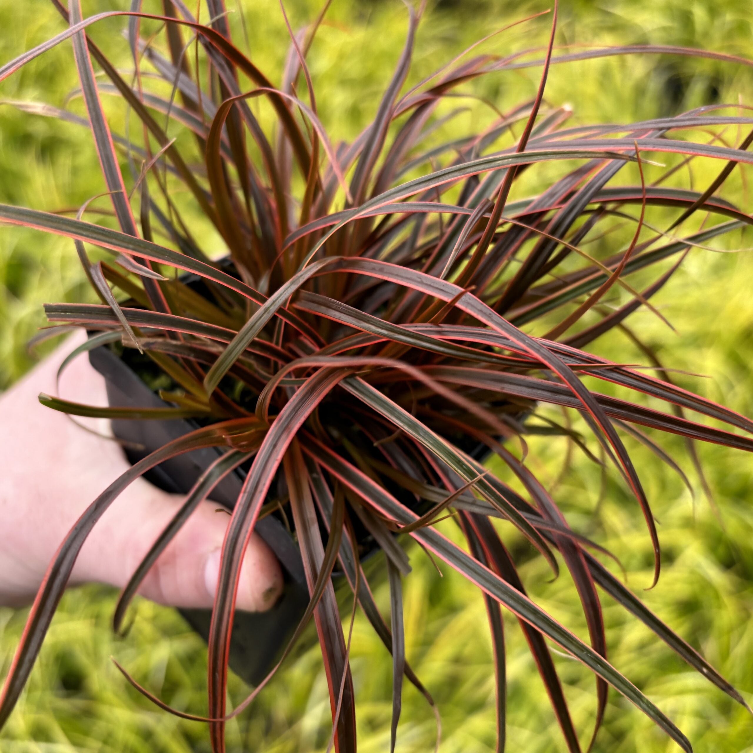 Uncinia rubra 'Belinda's Find'