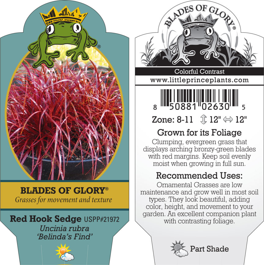 Uncinia rubra 'Belinda's Find' - Red Hook Sedge USPP #21,972 (3.5" Pot) - Image 3