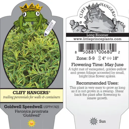 Veronica prostrata 'Goldwell' | Little Prince of Oregon Nursery