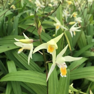 Bletilla ochracea 'Chinese Butterfly' - Hardy Orchid (4.5" Pot)