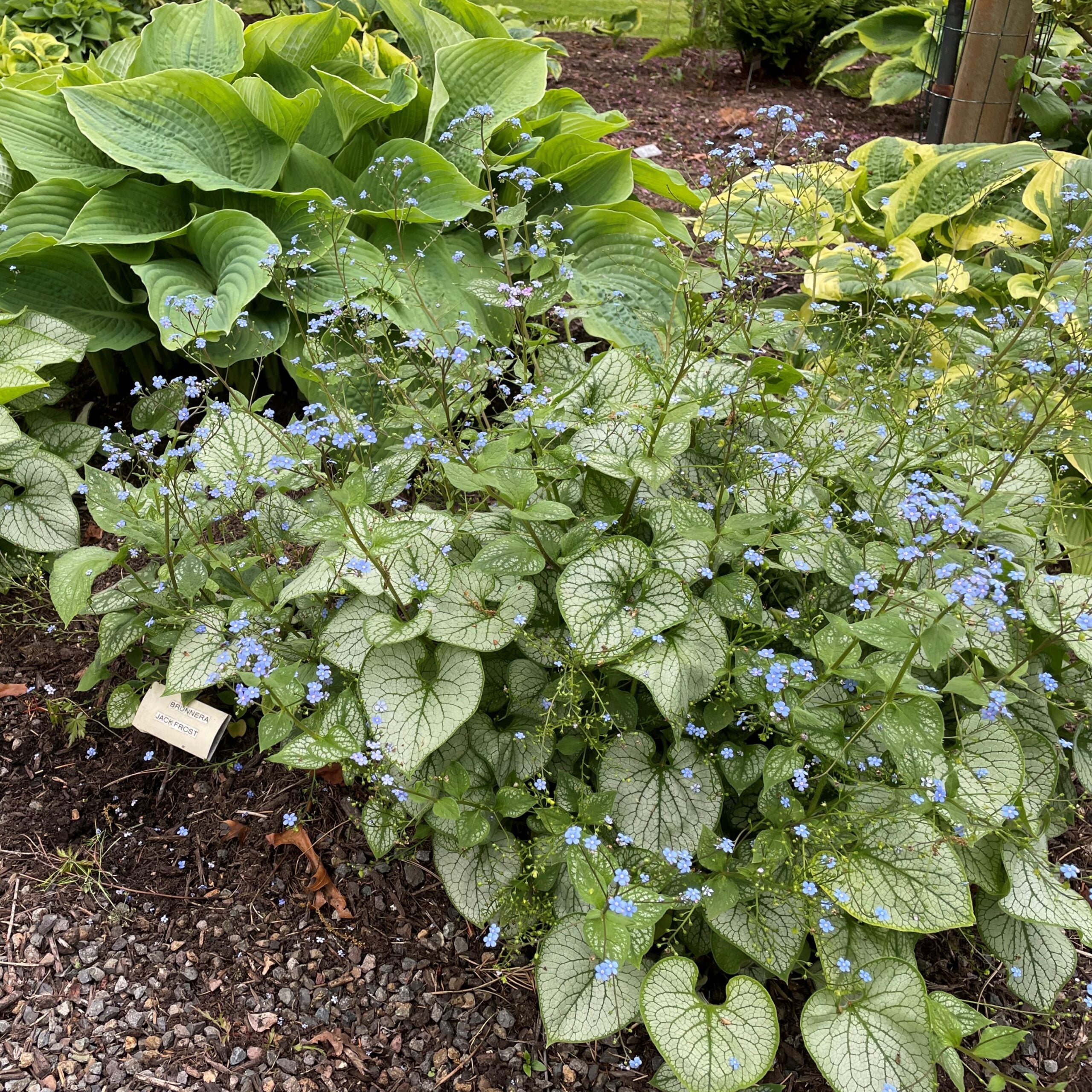 Brunnera-macrophylla-Jack-