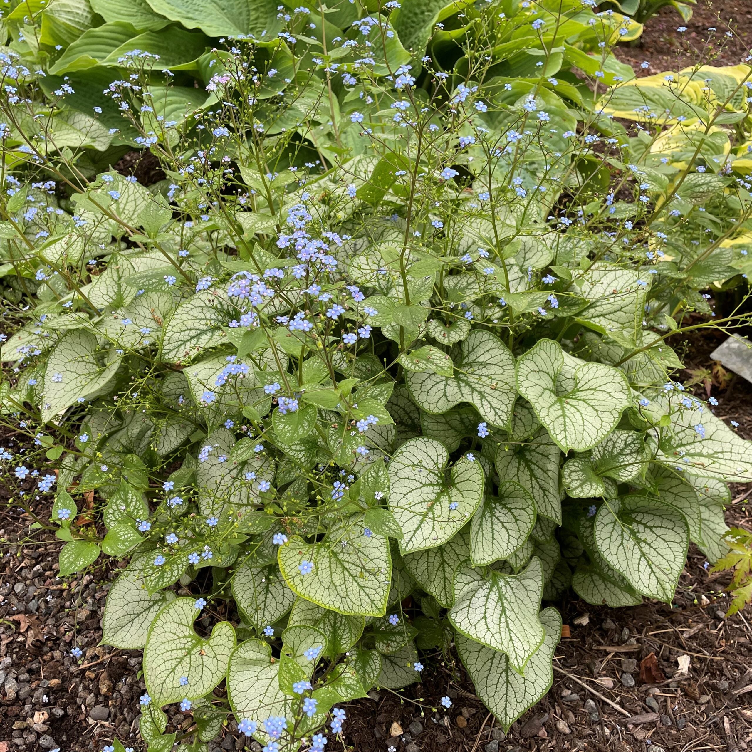 Brunnera macrophylla 'Jack Frost' - Heart Leaf Bugloss (4.5" Pot) - Image 7