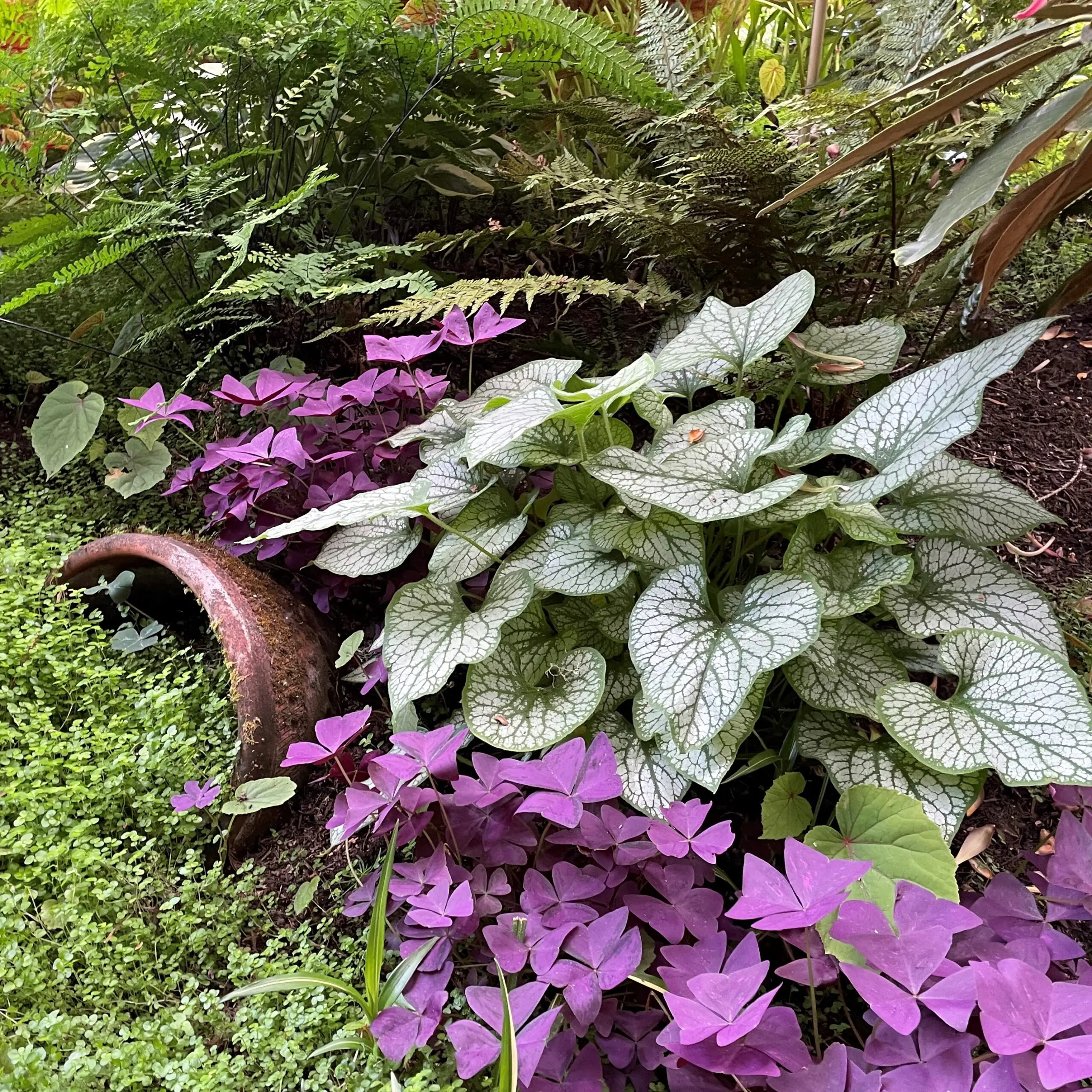 Brunnera macrophylla 'Jack Frost' - Heart Leaf Bugloss (4.5