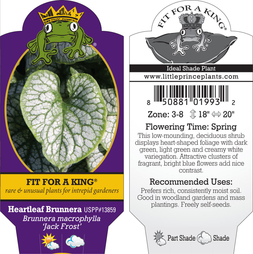 Brunnera macrophylla 'Jack Frost' - Heart Leaf Bugloss (4.5" Pot) - Image 9