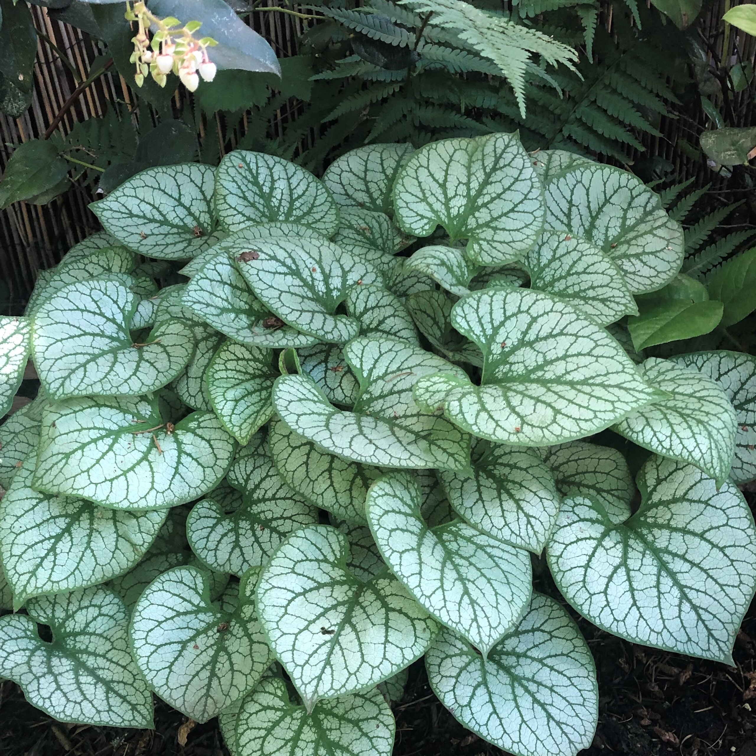 Brunnera macrophylla 'Jack Frost' - Heart Leaf Bugloss (4.5" Pot) - Image 6