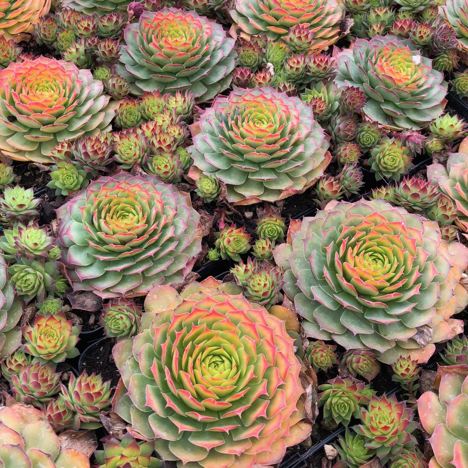 Sempervivum Chick Charms® 'Gold Nugget'™ PP# 28284 (3.5" Pots) - Image 3