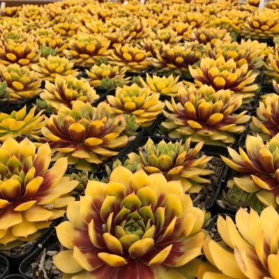 Sempervivum Chick Charms® 'Gold Nugget'™ PP# 28284 (3.5" Pots)