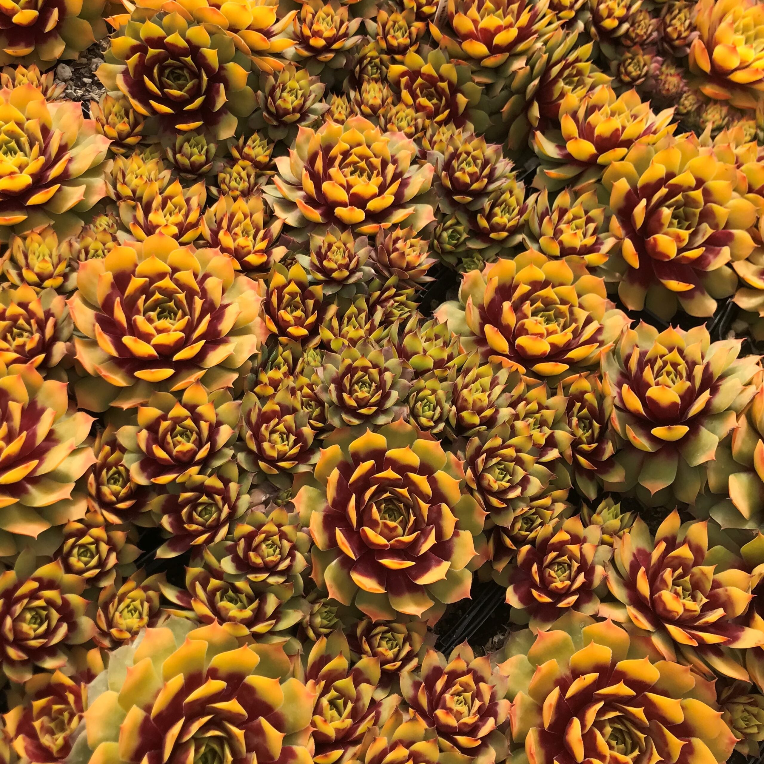 Sempervivum Chick Charms® 'Gold Nugget'™ PP# 28284 (3.5" Pots) - Image 5