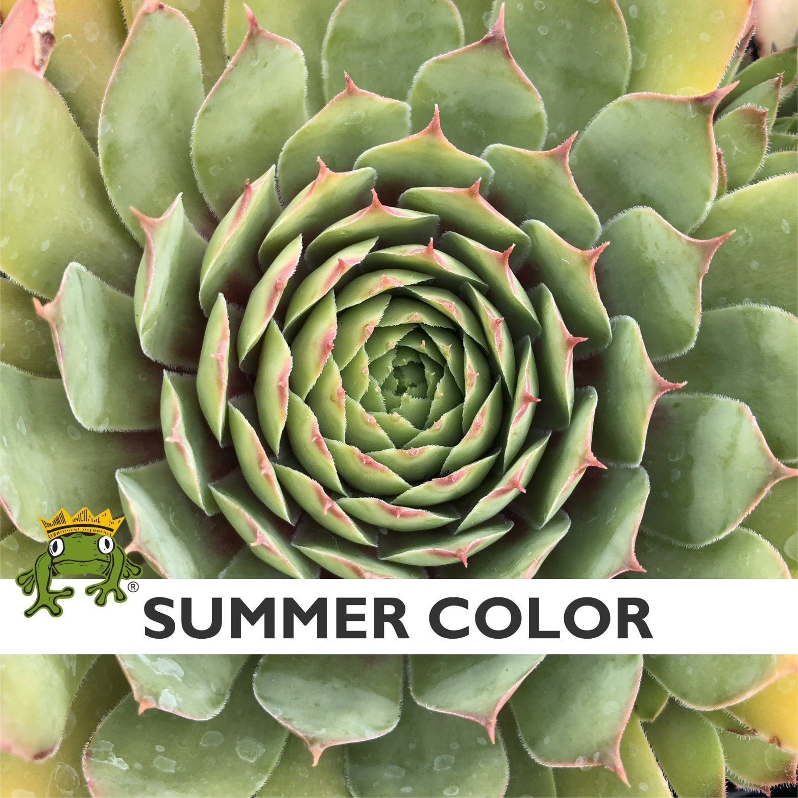 Sempervivum Chick Charms® 'Gold Nugget'™ PP# 28284 (3.5" Pots) - Image 8