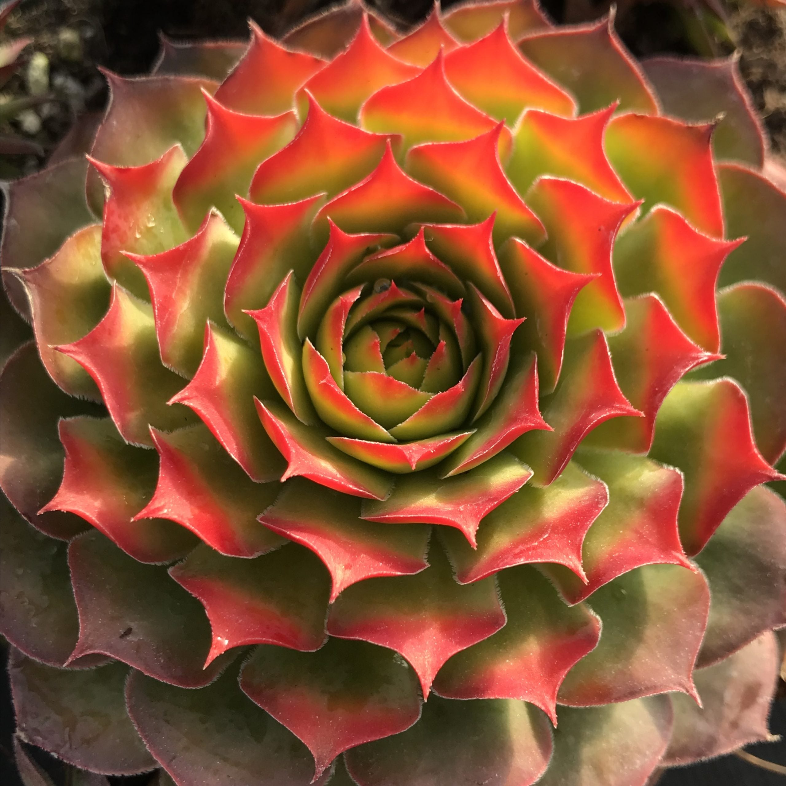 Sempervivum Chick Charms® 'Gold Nugget'™ PP# 28284 (3.5" Pots) - Image 7