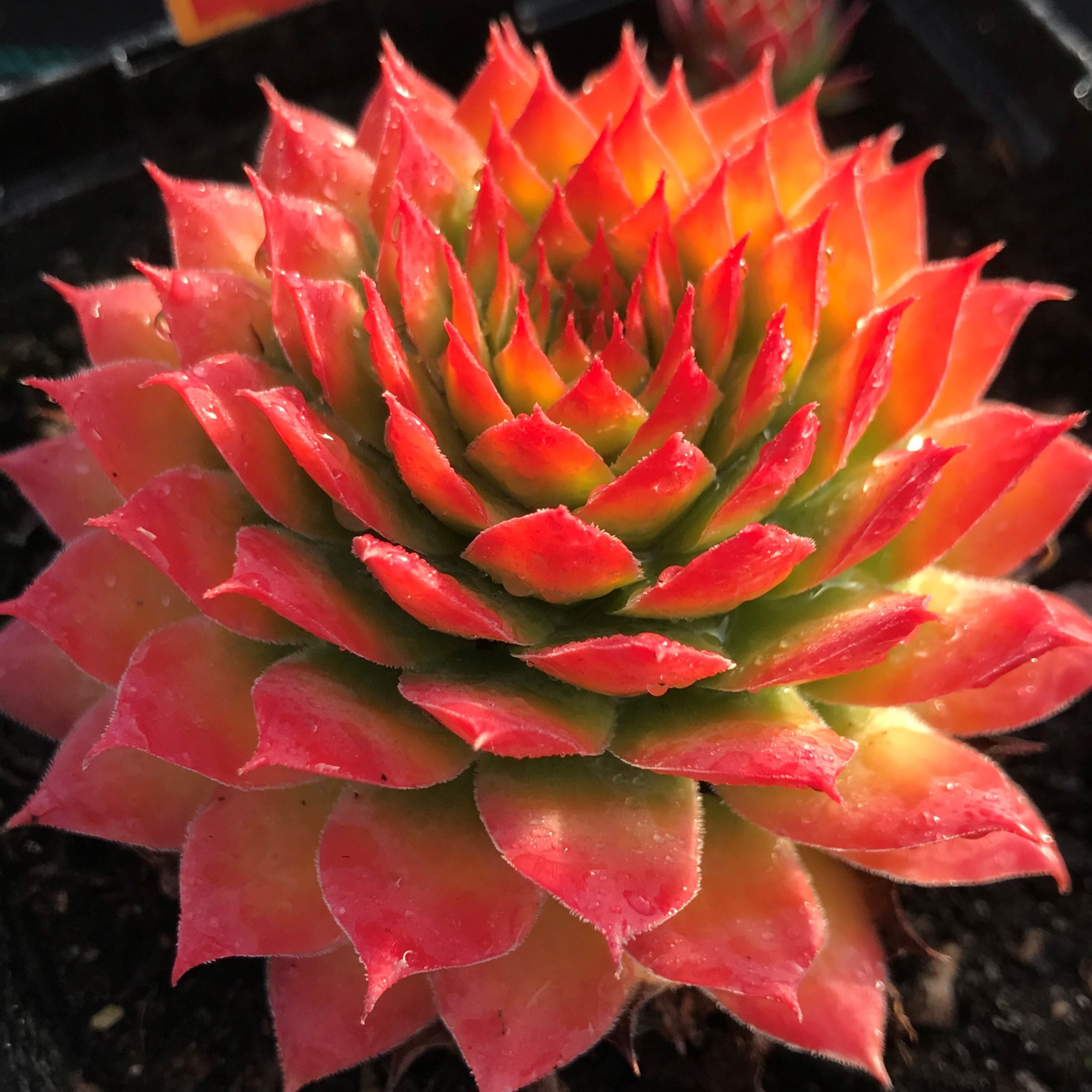 Sempervivum Chick Charms® 'Gold Nugget'™ PP# 28284 (3.5" Pots) - Image 6