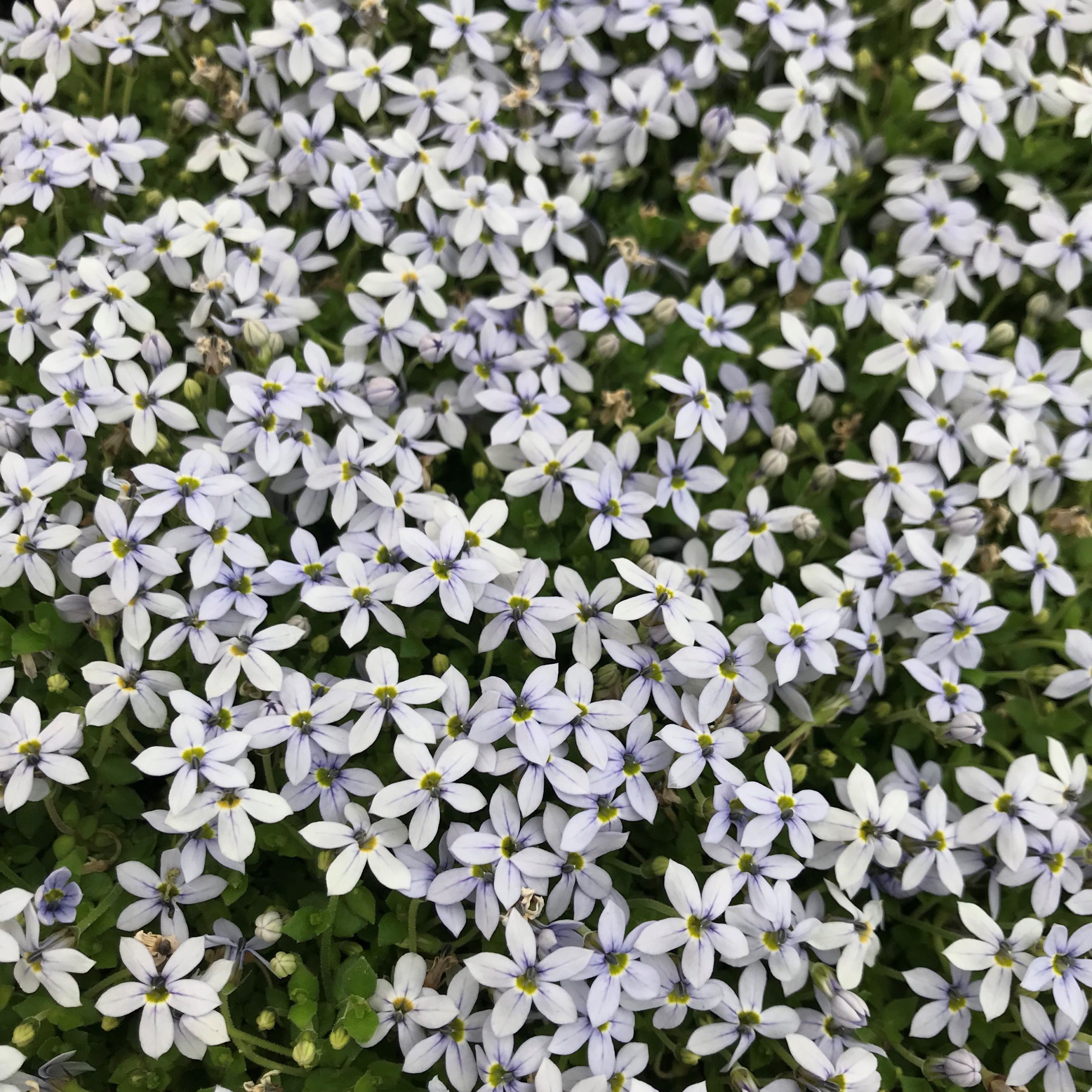 Isotoma fluviatillis - Blue Star Creeper (3.5" Pot) - Image 4