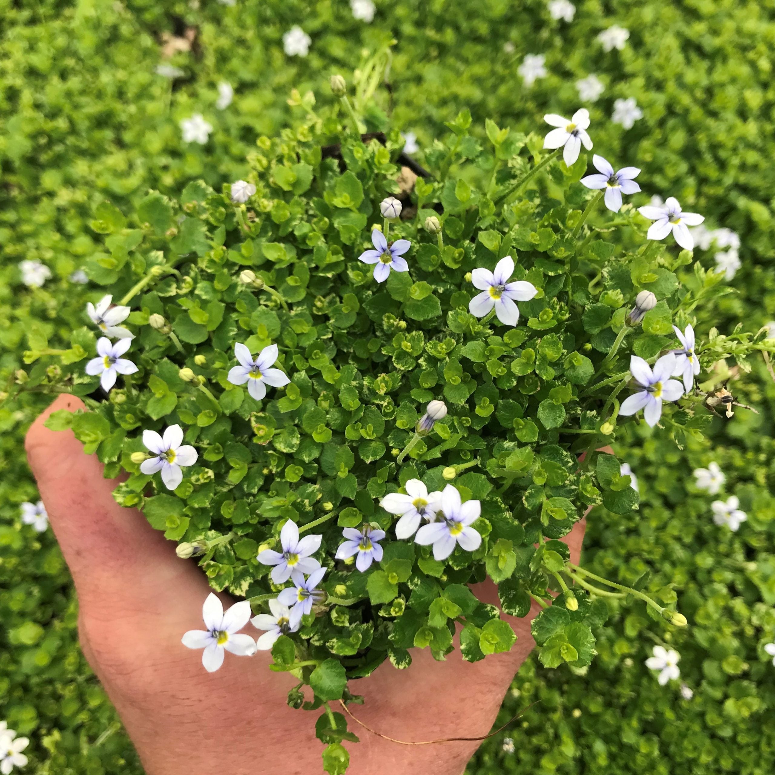 Isotoma fluviatillis - Blue Star Creeper (3.5" Pot) - Image 5