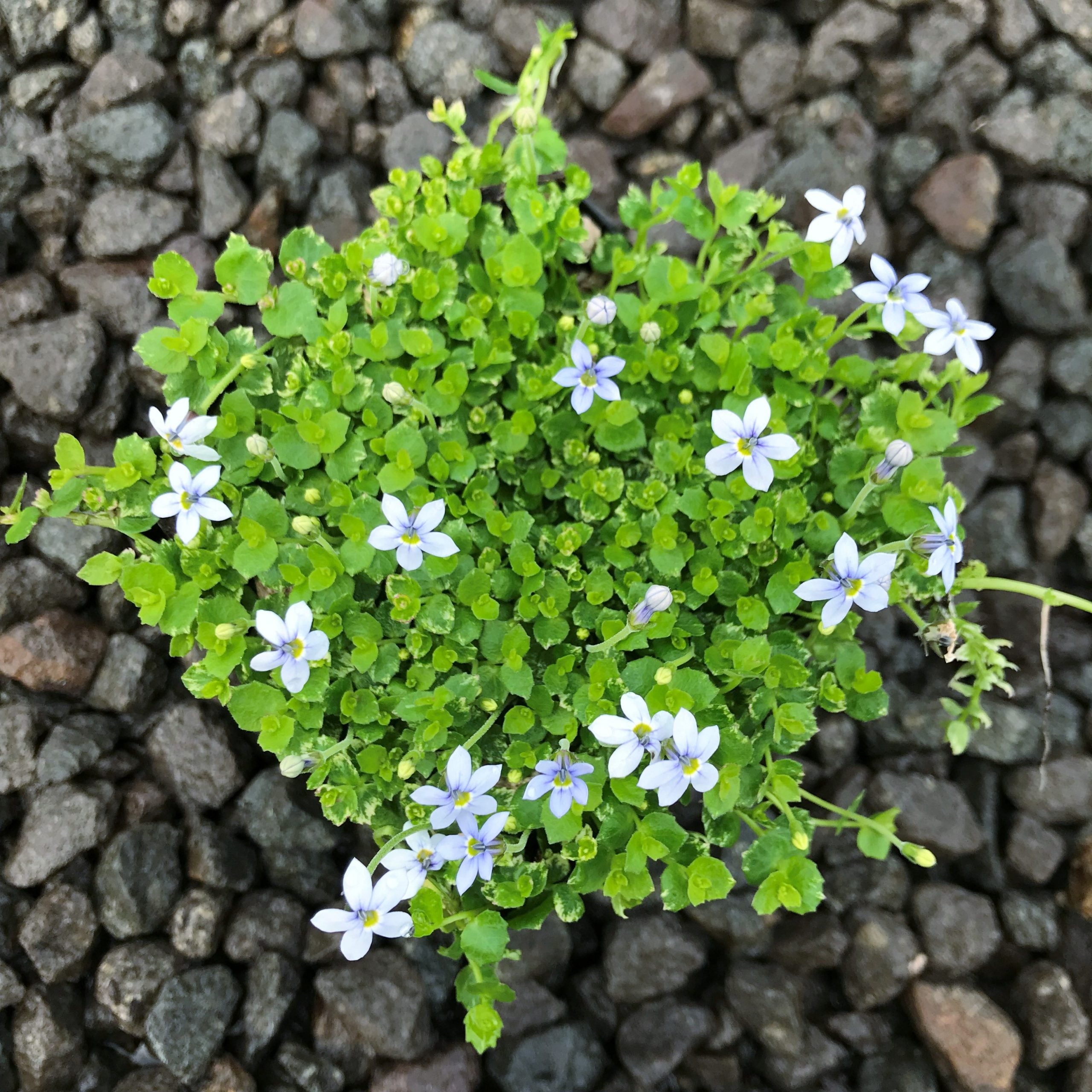 Isotoma fluviatillis - Blue Star Creeper (3.5" Pot) - Image 6