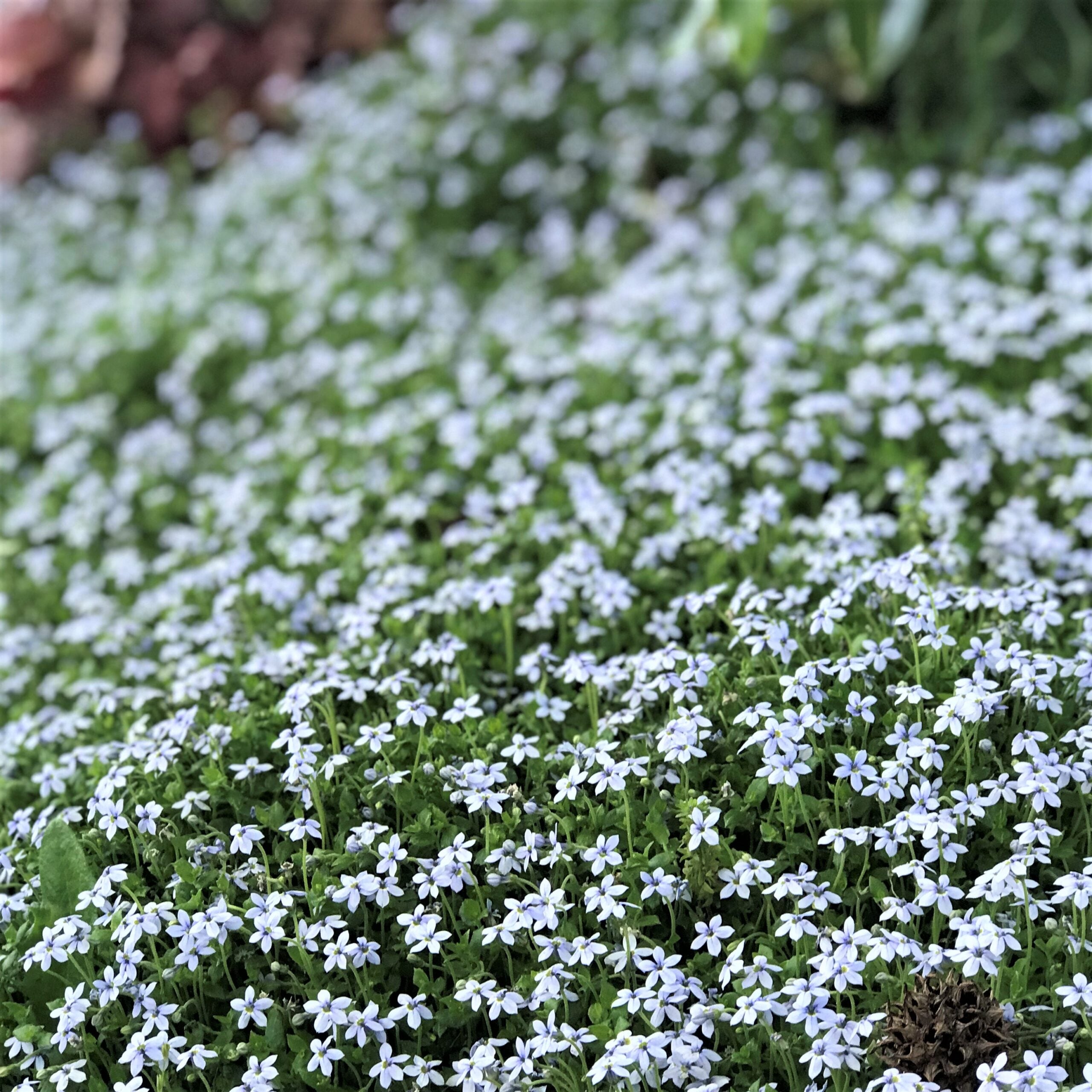 Isotoma fluviatillis - Blue Star Creeper (3.5" Pot) - Image 3
