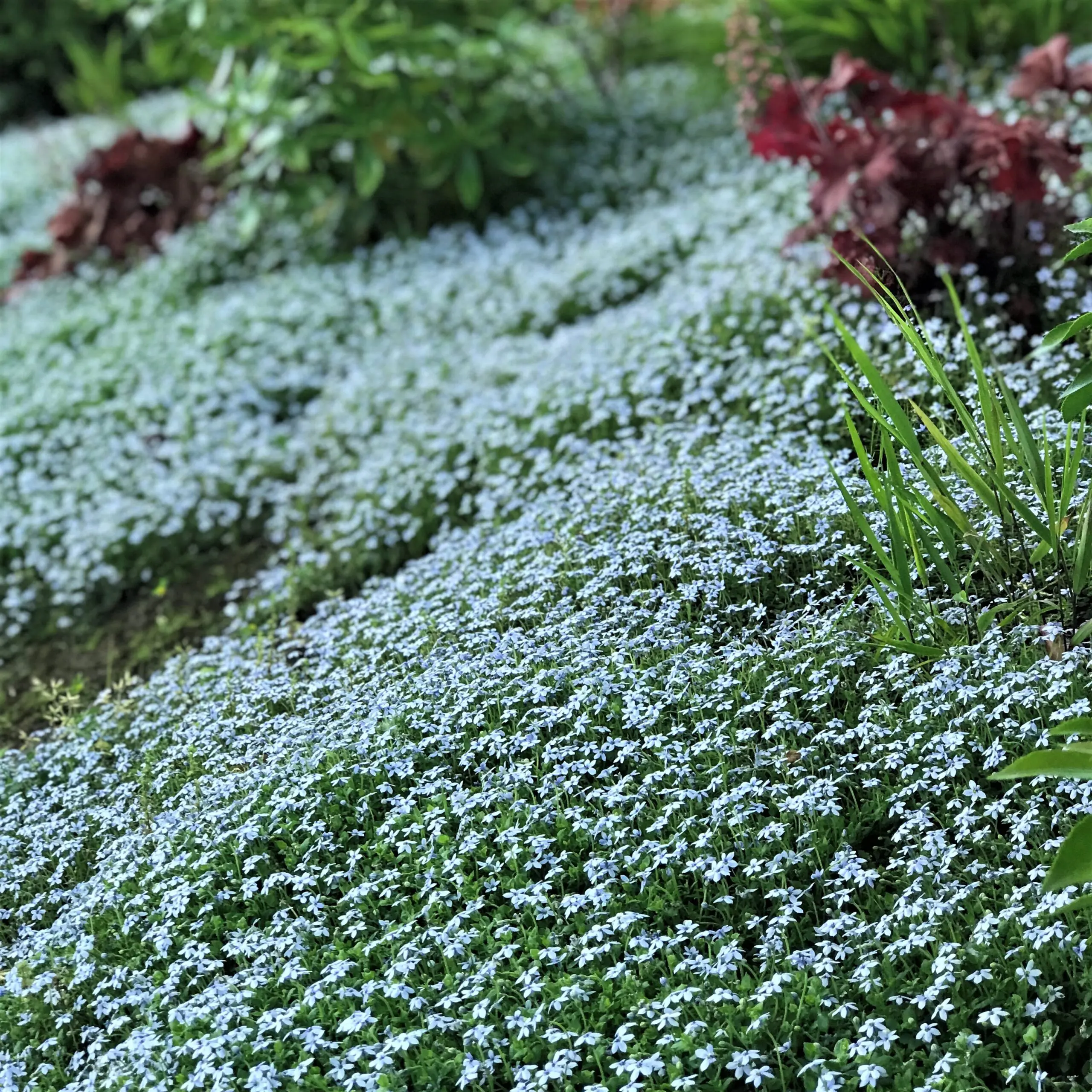 Isotoma fluviatillis - Blue Star Creeper (3.5