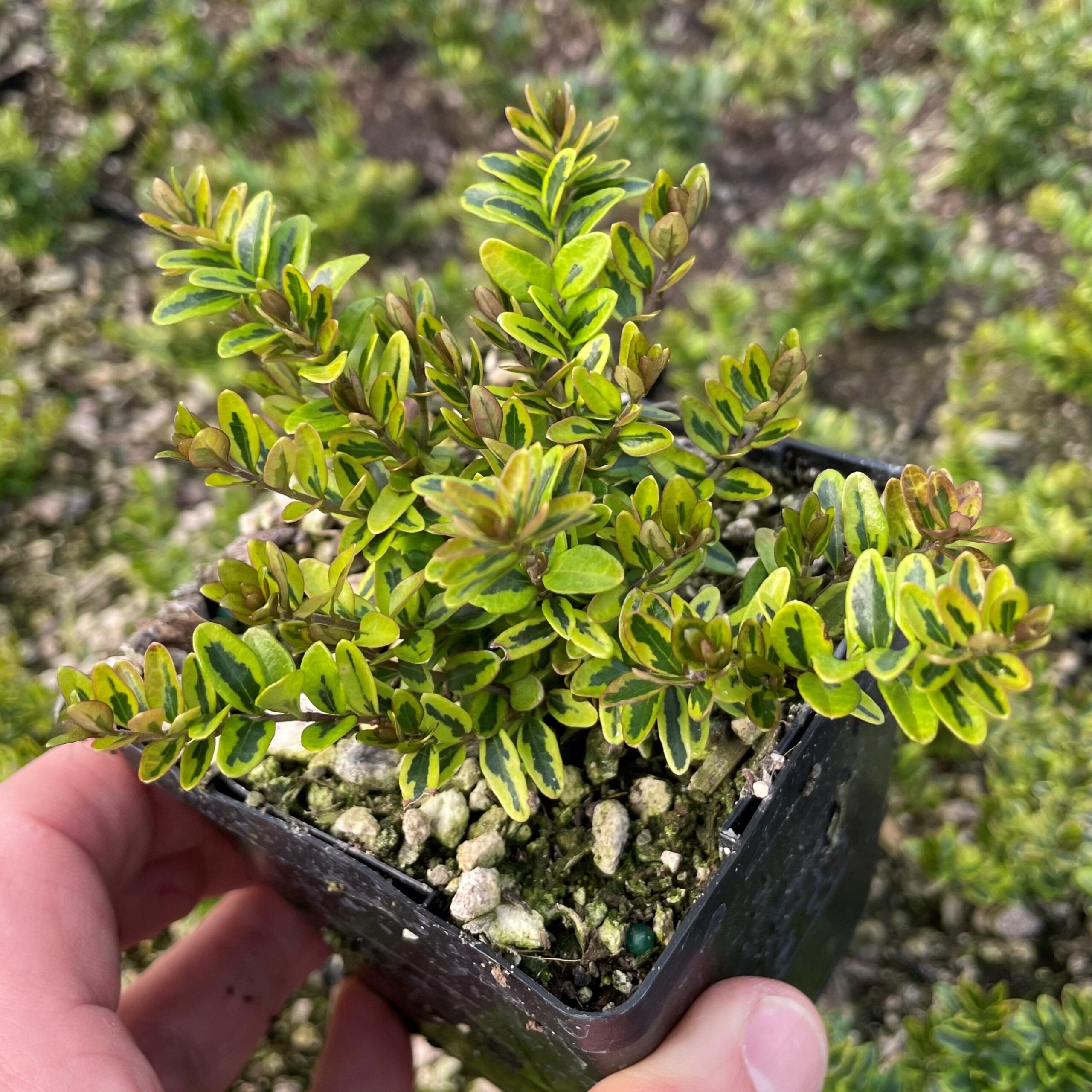 Lonicera nitida 'Lemon Beauty' - Box Honeysuckle (3.5" Pot) - Image 5