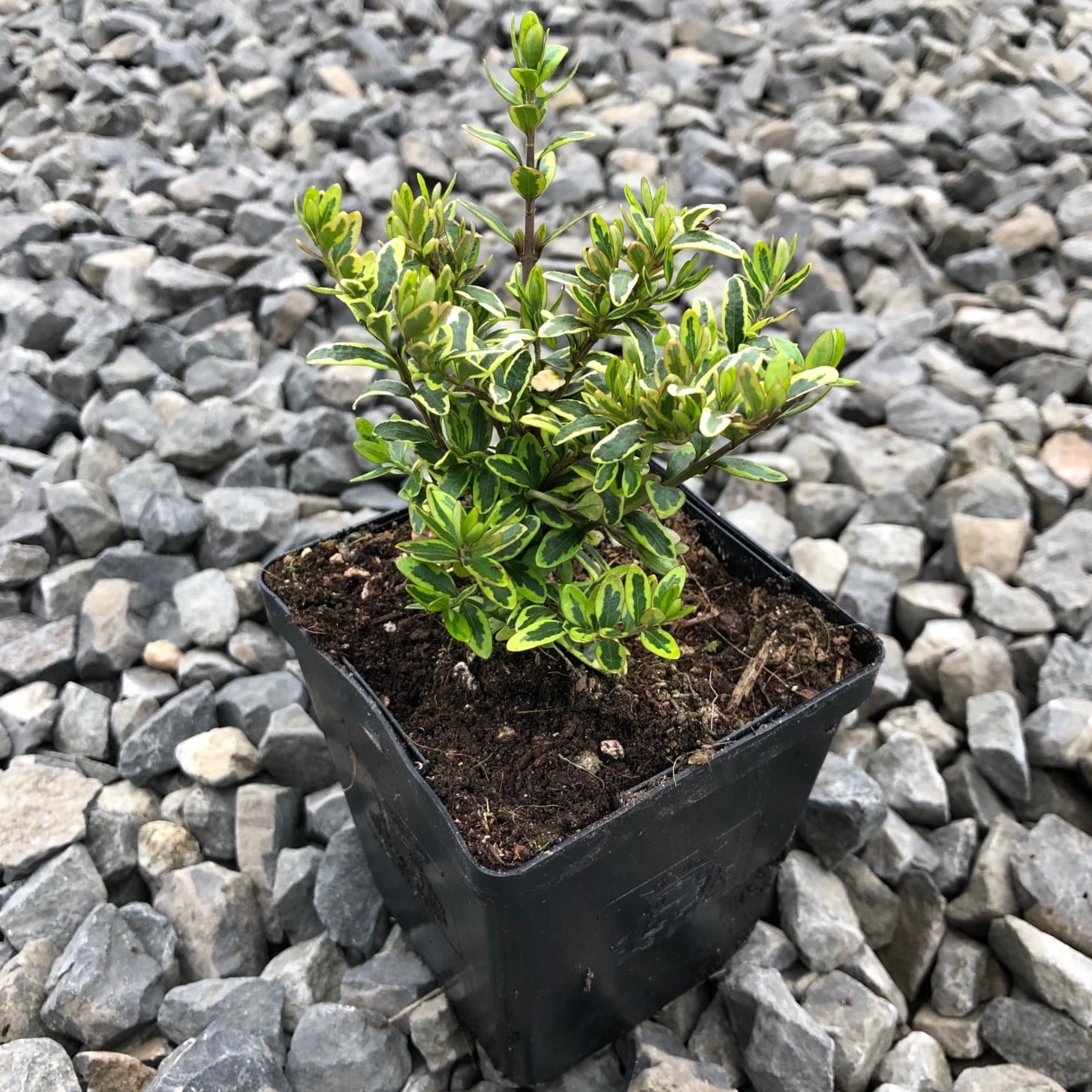 Lonicera nitida 'Lemon Beauty' - Box Honeysuckle (3.5" Pot) - Image 6