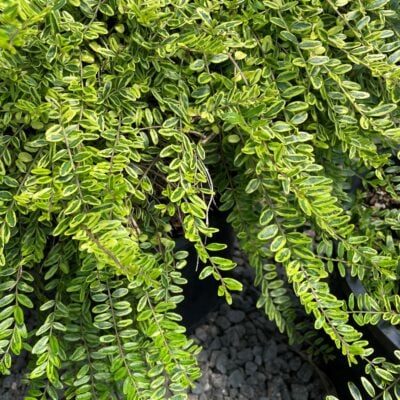 Lonicera nitida 'Lemon Beauty' - Box Honeysuckle (3.5" Pot)