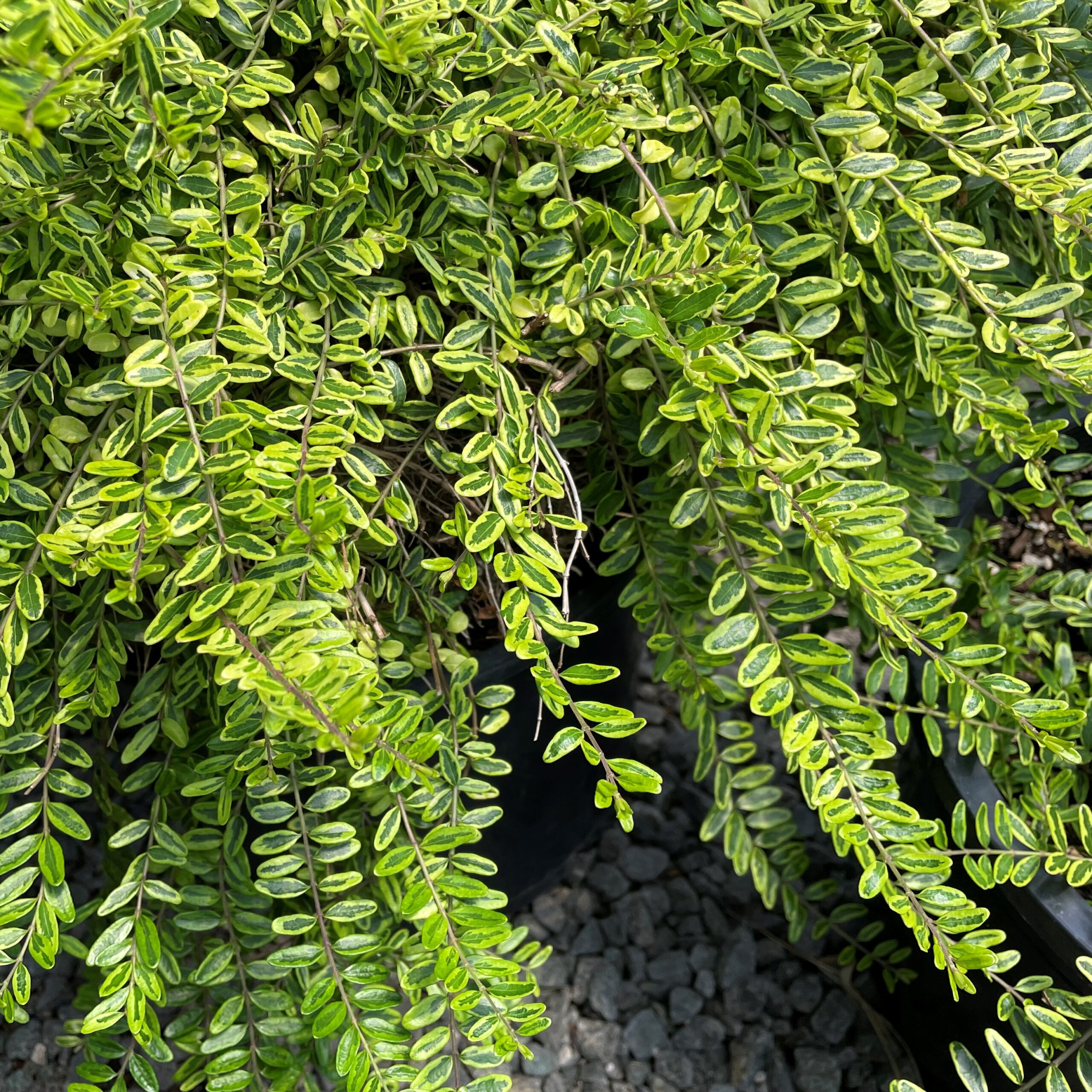 Lonicera nitida 'Lemon Beauty' - Box Honeysuckle (3.5" Pot)